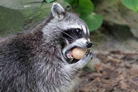 do raccoons eat fish|15 Things Raccoons Like to Eat Most (Diet, Care & Feeding Tips).